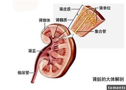 從「頭髮」就能一眼看出你的「腎臟」好不好！「少年白」原來代表著..... 看完後我整個快嚇死！請立即擴散！