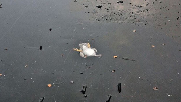 可憐小鴨子跌進了「結冰」的湖裡，大家全都束手無策！正當它快「撐不住」時，這名男子卻..