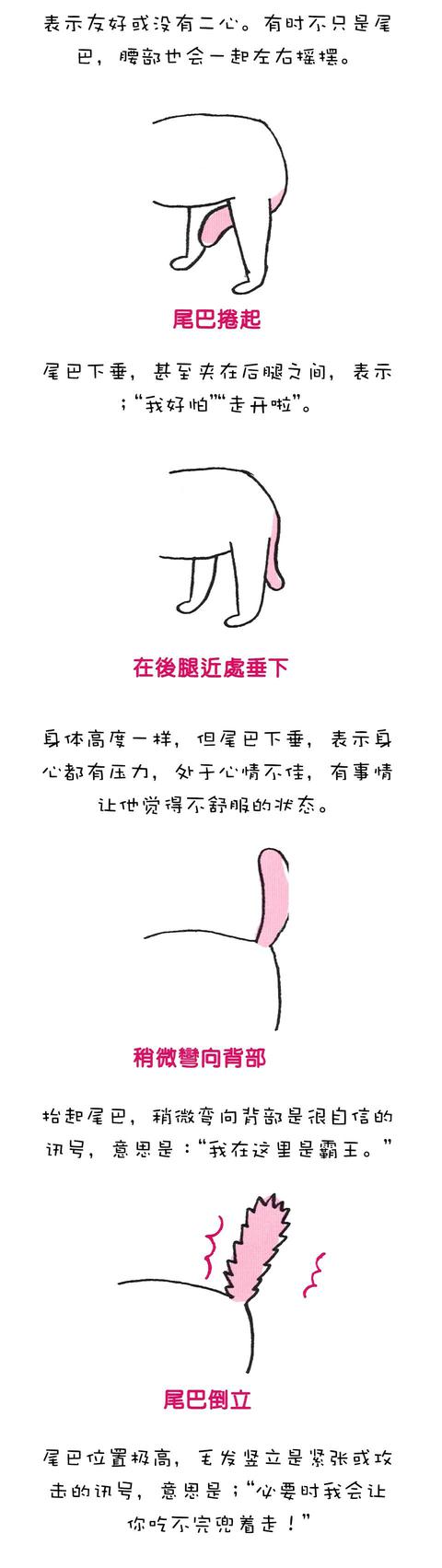 狗狗的『不同姿勢』都代表著不同意思！