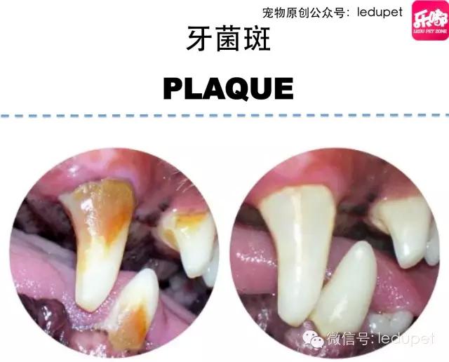 狗狗口臭原因大揭密！還能不能愉快的接吻了~