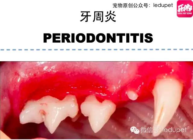 狗狗口臭原因大揭密！還能不能愉快的接吻了~