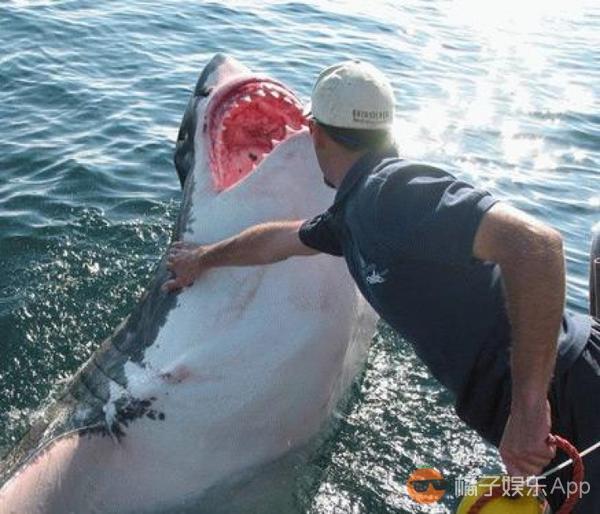好心漁夫放生大白鯊，鯊魚表達感激的舉動令人震驚！