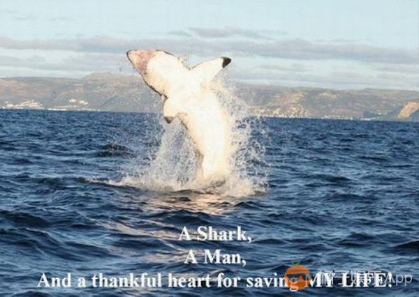 好心漁夫放生大白鯊，鯊魚表達感激的舉動令人震驚！