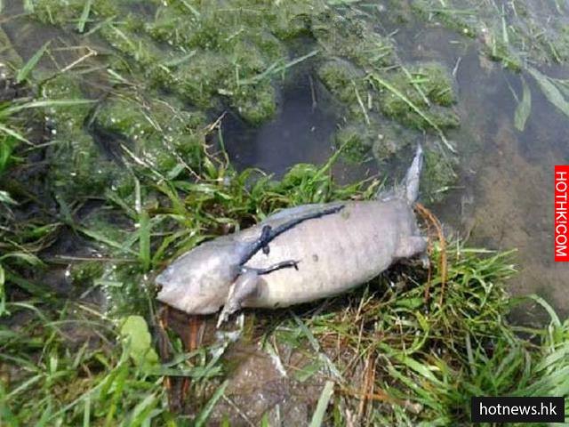 一名漁夫在魚池旁發現死魚，當他走近一看，馬上被嚇得褲襠都濕了！