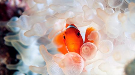 27隻世界上最可愛的海洋生物，尤其是#12讓人超想摸的！