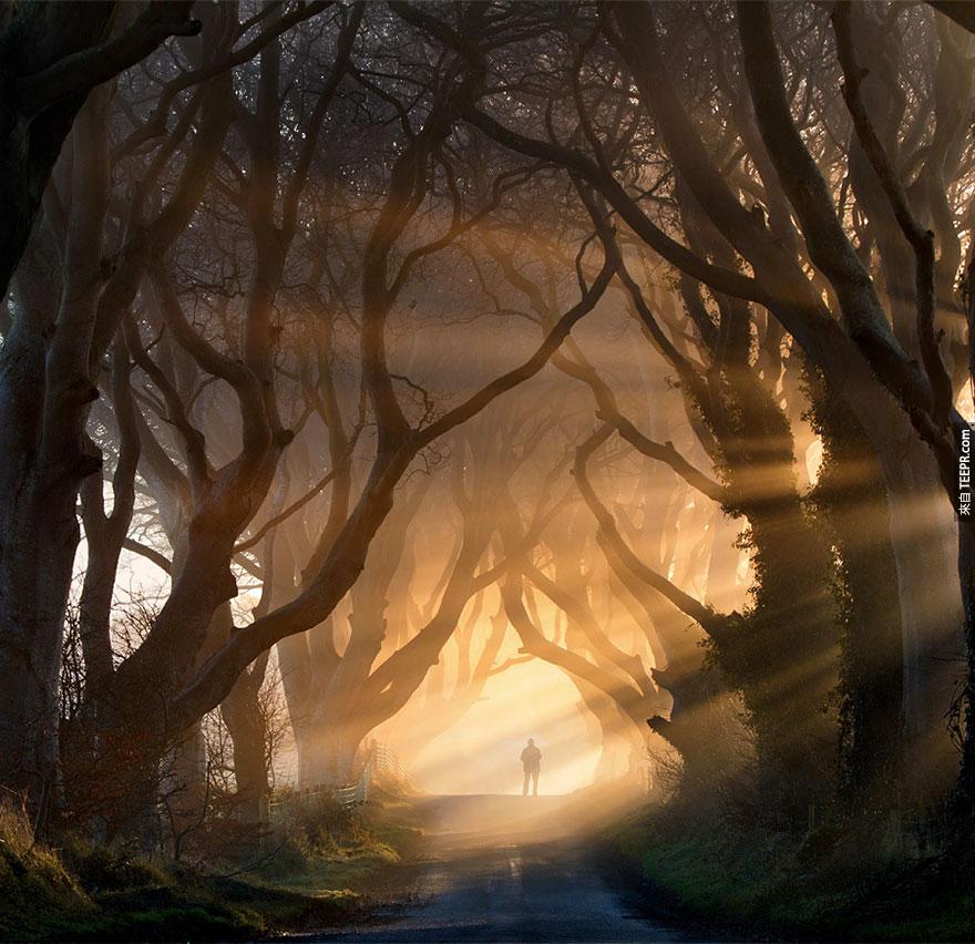 北愛爾蘭的黑暗樹籬