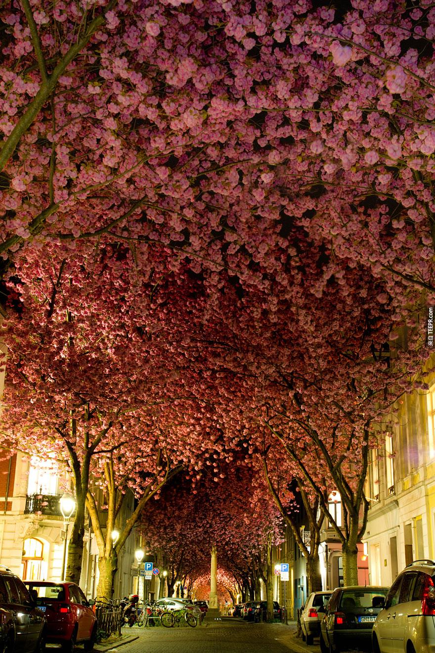 德國波恩的櫻花樹