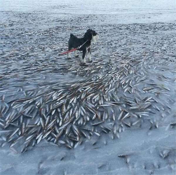 急凍悲劇!男子在結冰的湖面上溜冰,卻見到一幕幕驚悚的「湖下」畫面…