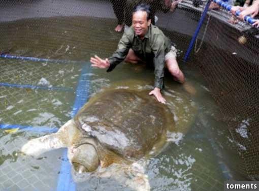 「它」活了七百歲,還賜了皇帝一個寶物,讓他擊敗中國,得到天下!全世界只剩下3隻,人類卻竟然對他...