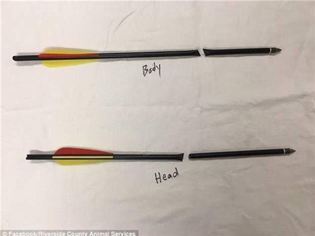 這隻「眼睛跟身體被弓箭射穿的負鼠」痛得大叫!!沒想到他想自己拔出弓箭!最後竟然…