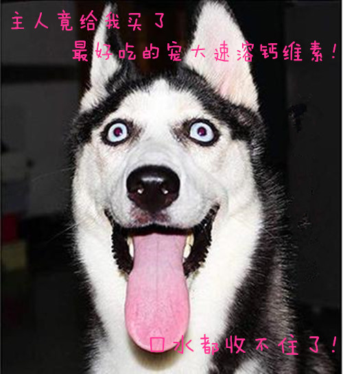 怎麼看狗身上有沒有跳蚤,長蝨子跳蚤怎麼辦