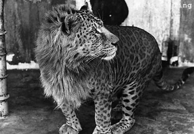 15種真實存在於世界上的「混血動物」!沒想到它跟「北極熊」混血後竟然會變成...太驚人了!