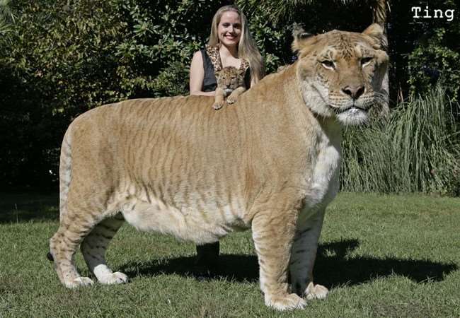 15種真實存在於世界上的「混血動物」!沒想到它跟「北極熊」混血後竟然會變成...太驚人了!