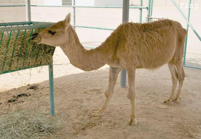 15種真實存在於世界上的「混血動物」!沒想到它跟「北極熊」混血後竟然會變成...太驚人了!