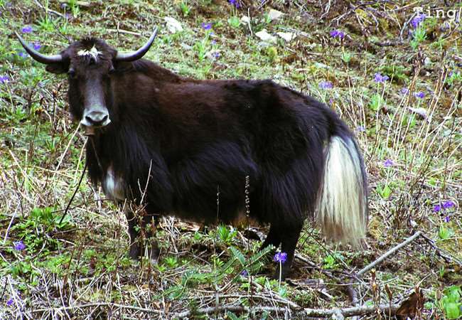 １５種真實存在於世界上的「混血動物」！沒想到它跟「北極熊」混血後竟然會變成...太驚人了！