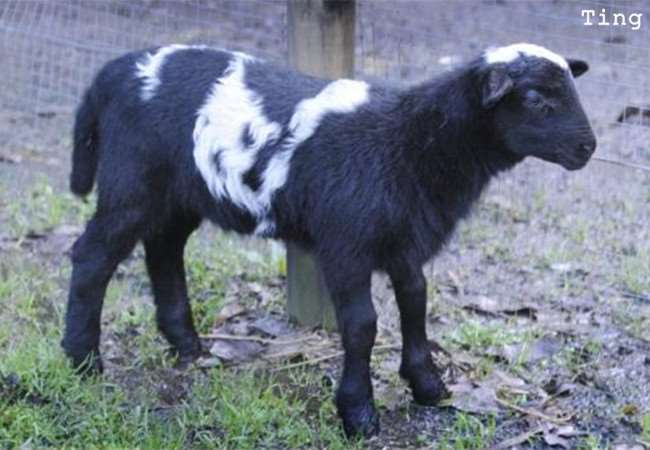 15種真實存在於世界上的「混血動物」!沒想到它跟「北極熊」混血後竟然會變成...太驚人了!