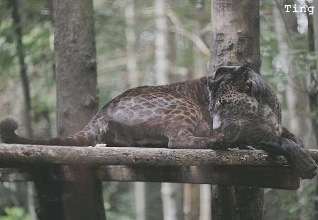 15種真實存在於世界上的「混血動物」!沒想到它跟「北極熊」混血後竟然會變成...太驚人了!