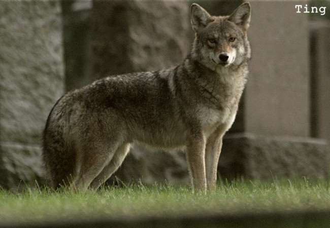 15種真實存在於世界上的「混血動物」!沒想到它跟「北極熊」混血後竟然會變成...太驚人了!