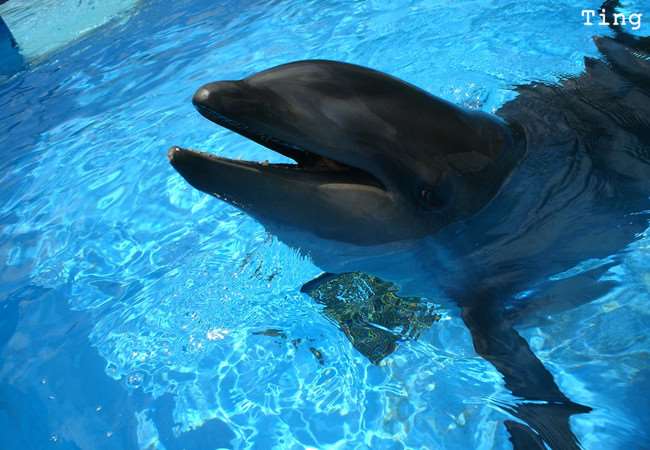 15種真實存在於世界上的「混血動物」!沒想到它跟「北極熊」混血後竟然會變成...太驚人了!