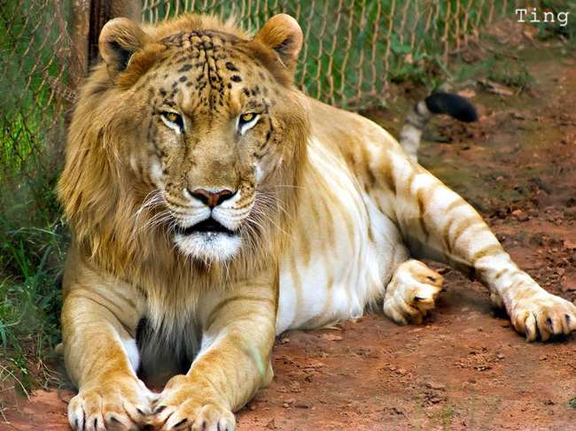 15種真實存在於世界上的「混血動物」!沒想到它跟「北極熊」混血後竟然會變成...太驚人了!
