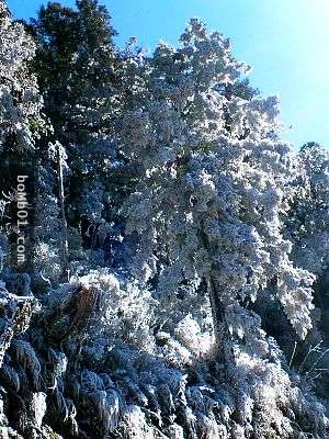 霸王寒流的影響下各地瑞雪紛飛,一片雪白的美景讓人不敢相信自己在台灣啊!