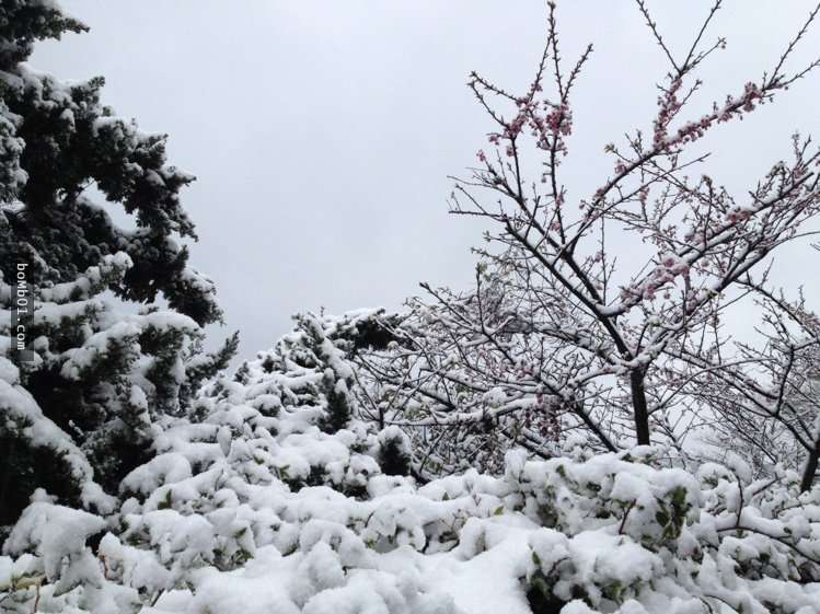 霸王寒流的影響下各地瑞雪紛飛,一片雪白的美景讓人不敢相信自己在台灣啊!
