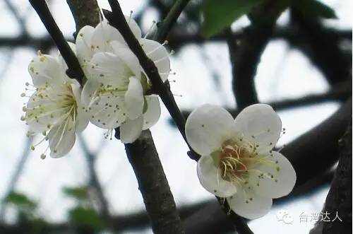 落花似雪，上百梅花正盛開！梅花秘境哪裡找？全台10處景點大公開！