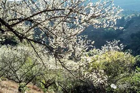 落花似雪，上百梅花正盛開！梅花秘境哪裡找？全台10處景點大公開！