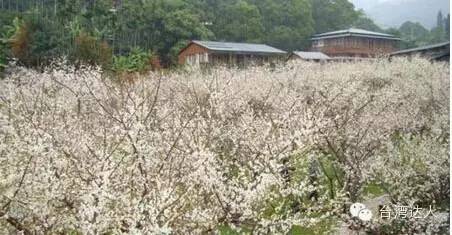 落花似雪，上百梅花正盛開！梅花秘境哪裡找？全台10處景點大公開！