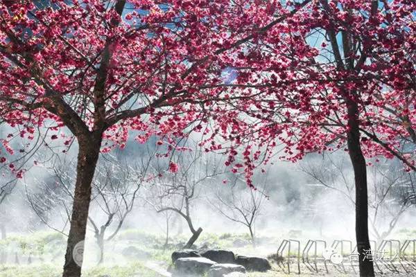 2016武陵櫻花季登場,交通預約全攻略!