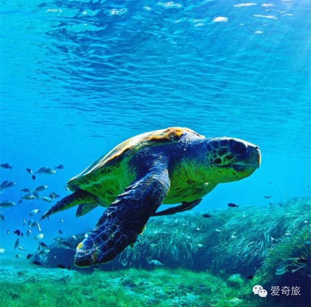 比馬代藍10倍,這個被遺忘的天堂,高圓圓飛的去也會讚不絕口!
