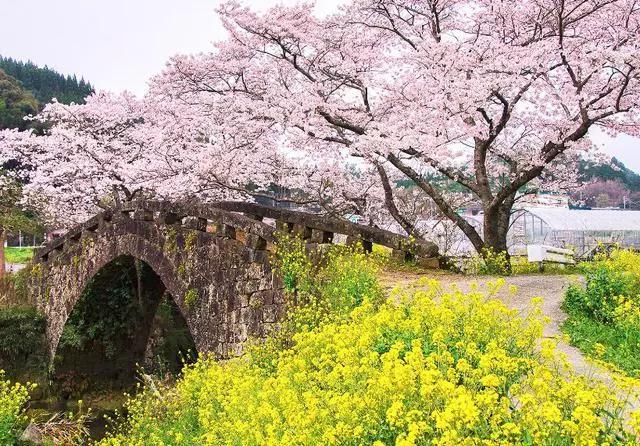 2016年櫻花開放時間表新鮮出爐啦!