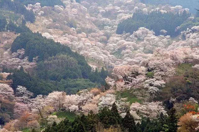 2016年櫻花開放時間表新鮮出爐啦!