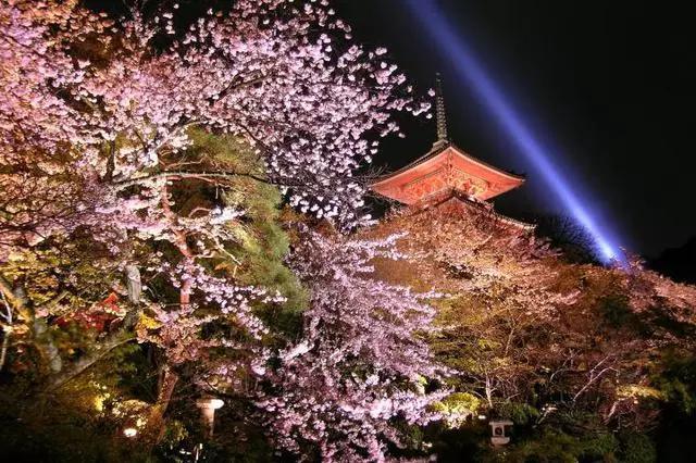 2016年櫻花開放時間表新鮮出爐啦!