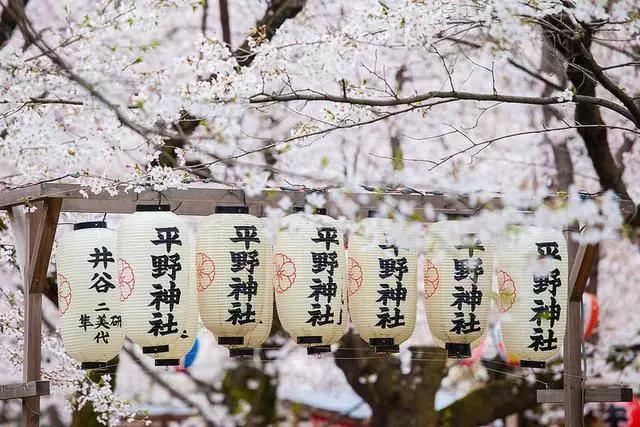 2016年櫻花開放時間表新鮮出爐啦!