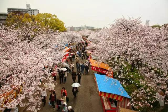 2016年櫻花開放時間表新鮮出爐啦!