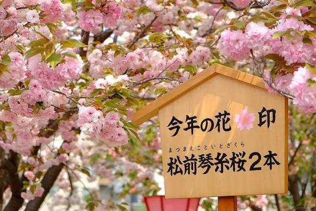2016年櫻花開放時間表新鮮出爐啦!