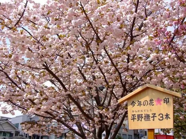 2016年櫻花開放時間表新鮮出爐啦!