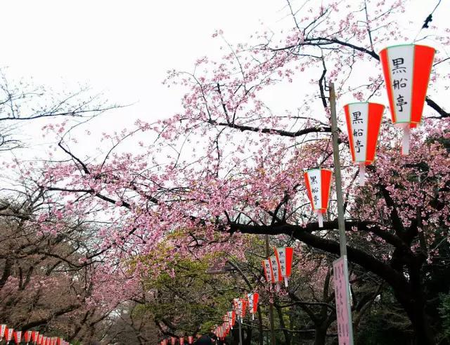 2016年櫻花開放時間表新鮮出爐啦!
