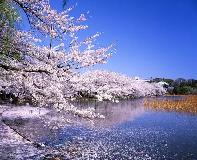 2016年櫻花開放時間表新鮮出爐啦!