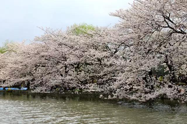 2016年櫻花開放時間表新鮮出爐啦!