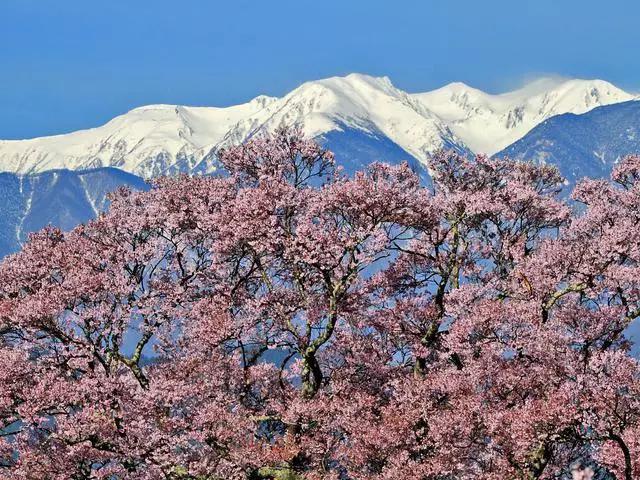 2016年櫻花開放時間表新鮮出爐啦!