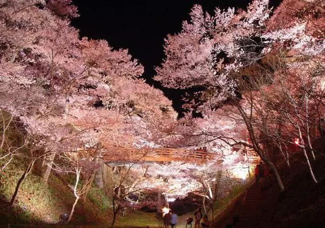 2016年櫻花開放時間表新鮮出爐啦!