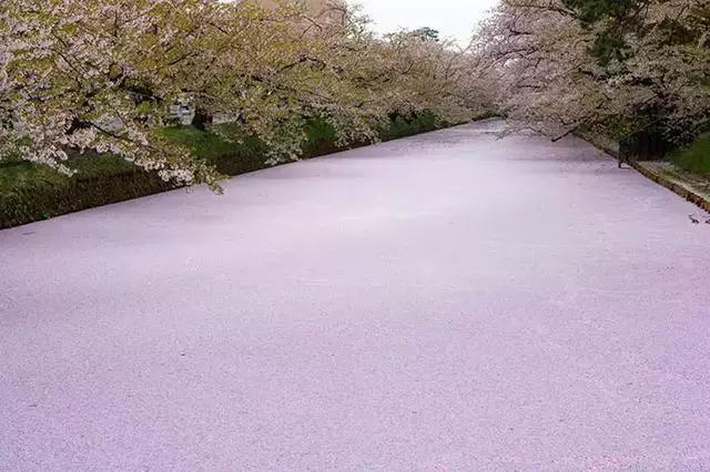 2016年櫻花開放時間表新鮮出爐啦!