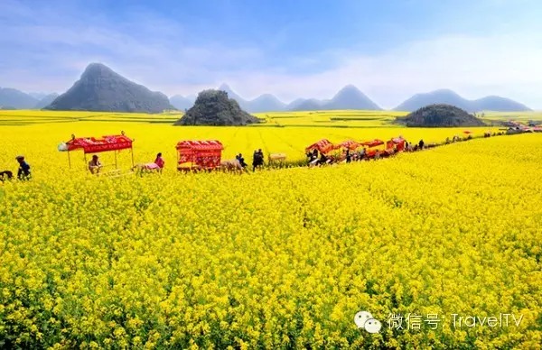 2016年你會和誰一起去看花開似海?