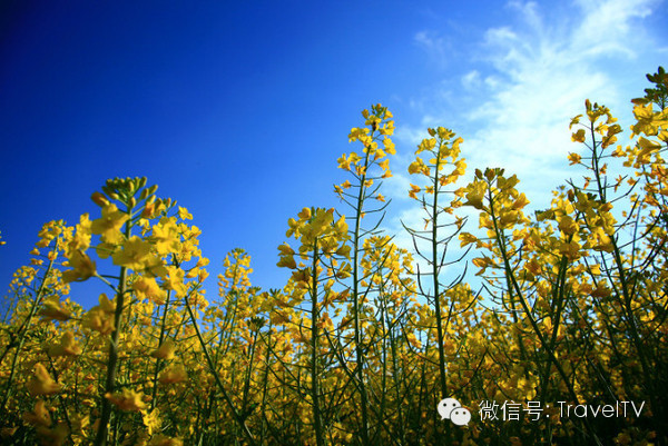 2016年你會和誰一起去看花開似海？