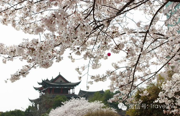 2016年你會和誰一起去看花開似海?