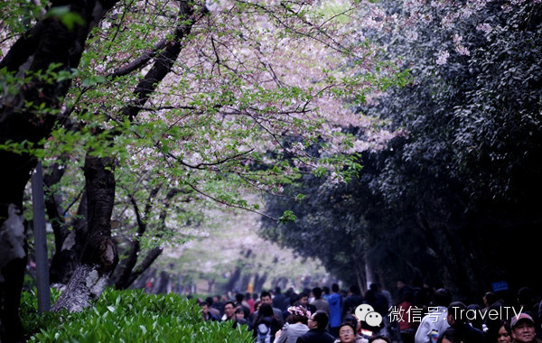 2016年你會和誰一起去看花開似海？