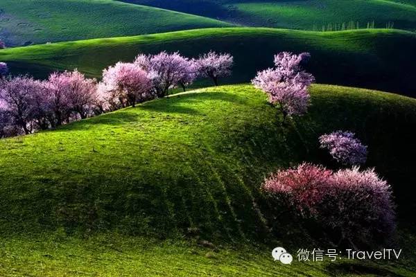 2016年你會和誰一起去看花開似海?