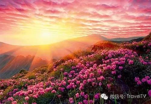 2016年你會和誰一起去看花開似海?